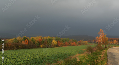 Fototapeta Naklejka Na Ścianę i Meble -  Golden birches in the fall by the road with overcast sky