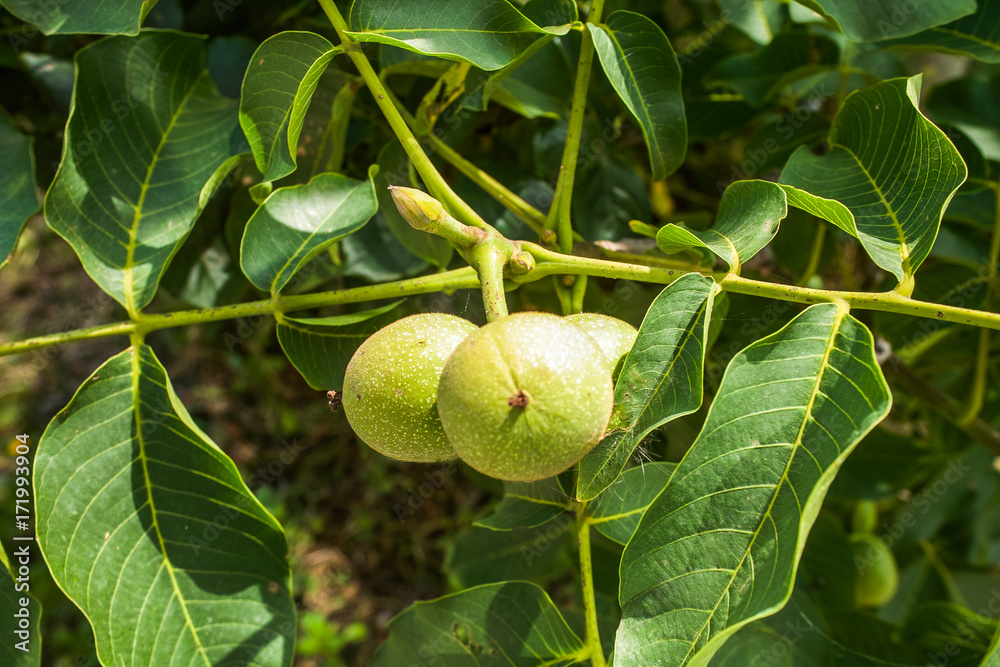 Branch of chestnut Branch of chestnut