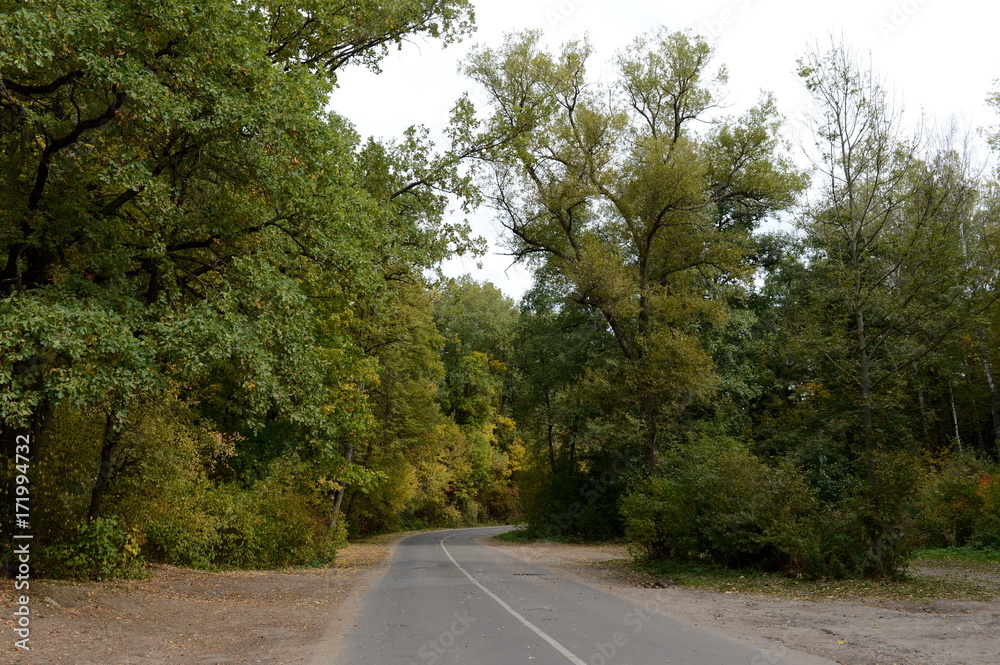 Naklejka premium Autumn road.