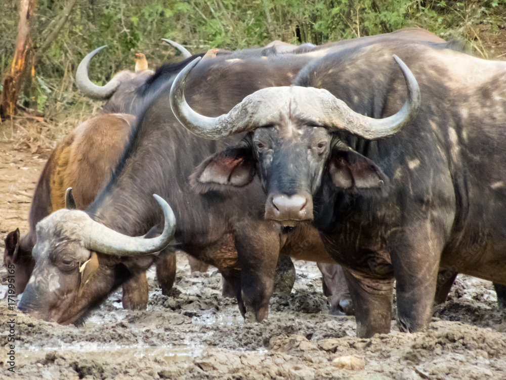 african buffalo standing in mud