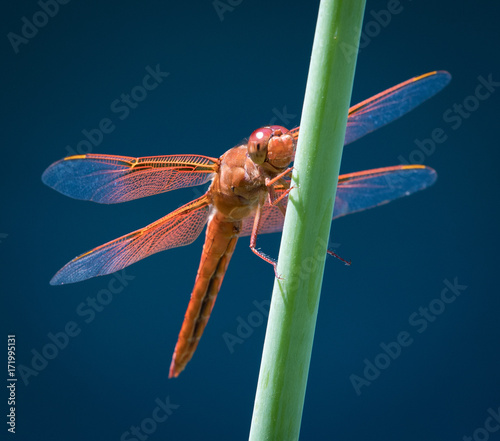 Orange Smiling Dragonfly