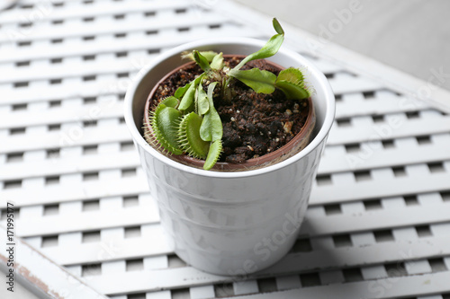 Dionaea muscipula in pot on table