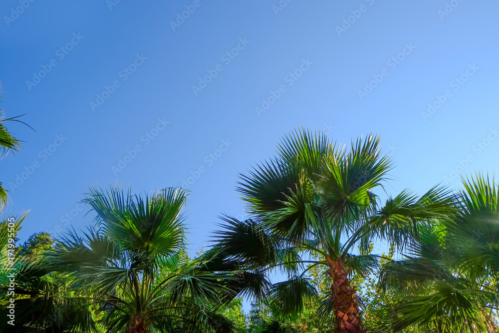 Fototapeta premium Beautiful tropical palms on blue sky background