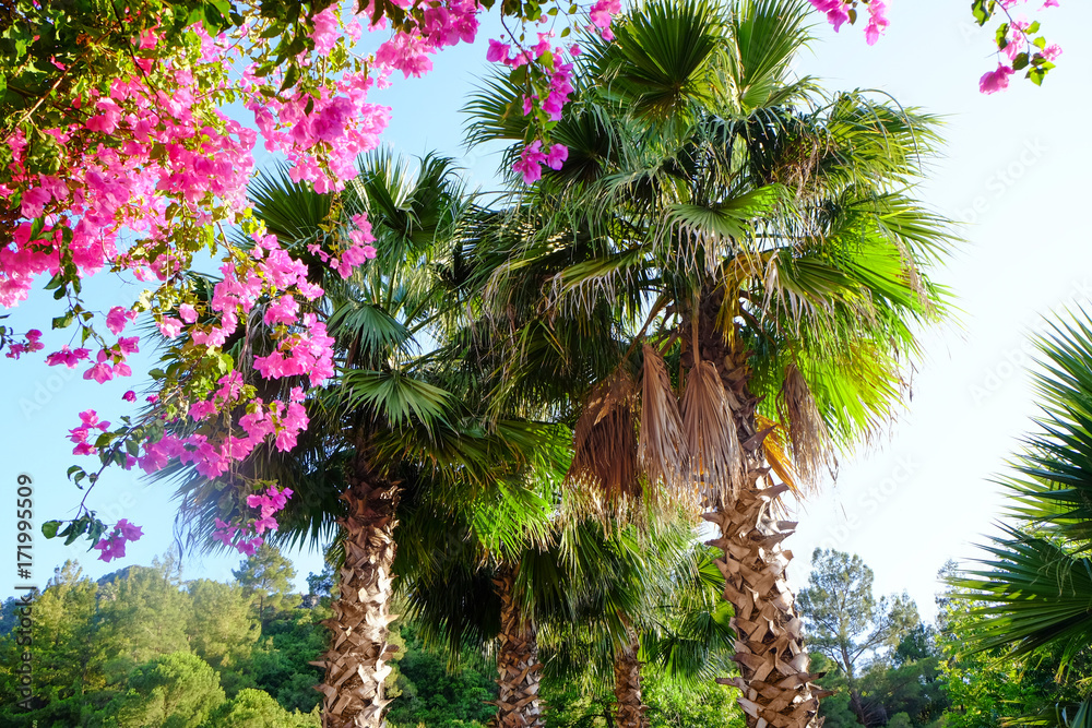 Beautiful tropical palms in garden - obrazy, fototapety, plakaty 