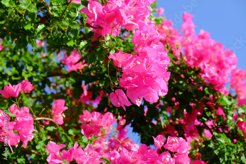 Tropical blooming flowers  close up