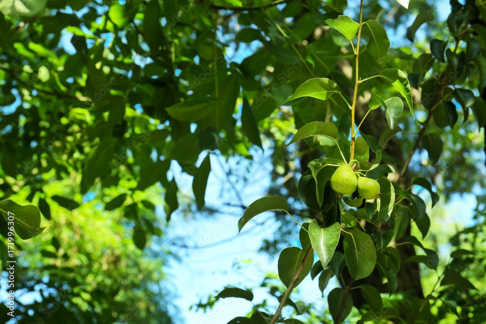 Fototapeta premium Pears on tree branch in fruit garden