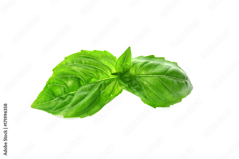 Green fresh organic basil, isolated on white Green fresh organic basil, isolated on white