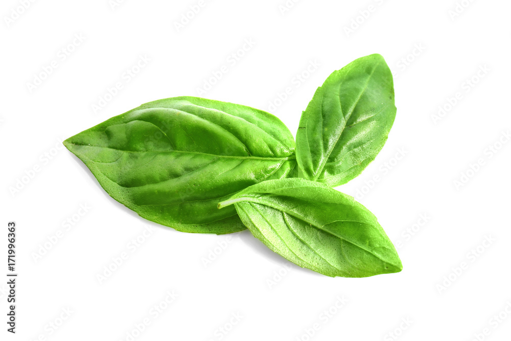 Green fresh organic basil, isolated on white Green fresh organic basil, isolated on white