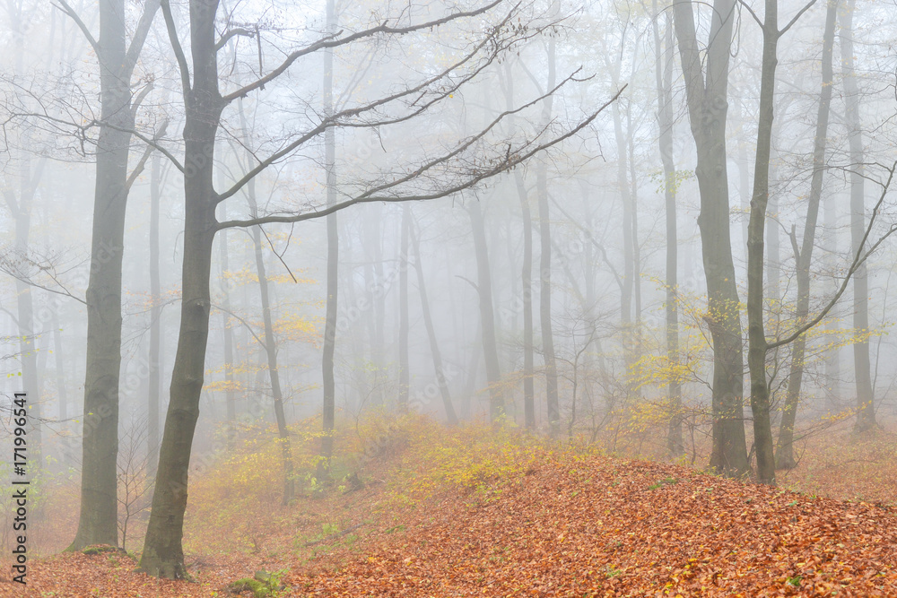 Obraz premium Nebel im Wald und Laub am fallen im Herbst