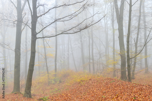 Nebel im Wald und Laub am fallen im Herbst
