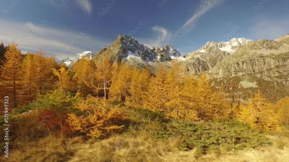 side POV walking on fall woods path near trees with sun and snowy mounts.Sunny autumn day Hiking in colorful red forest wild nature mountain outdoors.Alps Devero.4k point of view establishing video side POV walking on fall woods path near trees with sun and snowy mounts.Sunny autumn day Hiking in colorful red forest wild nature mountain outdoors.Alps Devero.4k point of view establishing video