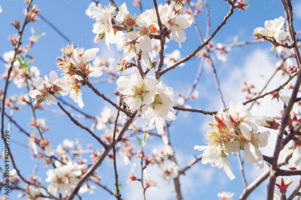 Almond tree blossom and blue sky. Spring background