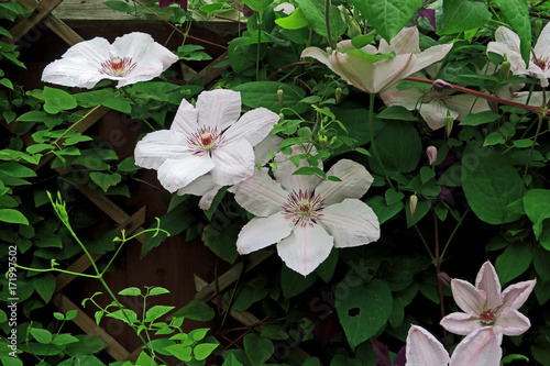 A beautiful garden scene with Clematis Pink Fantasy