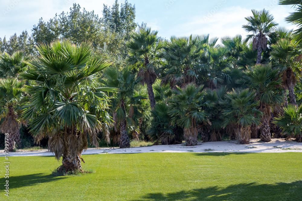Park with palm trees Park with palm trees