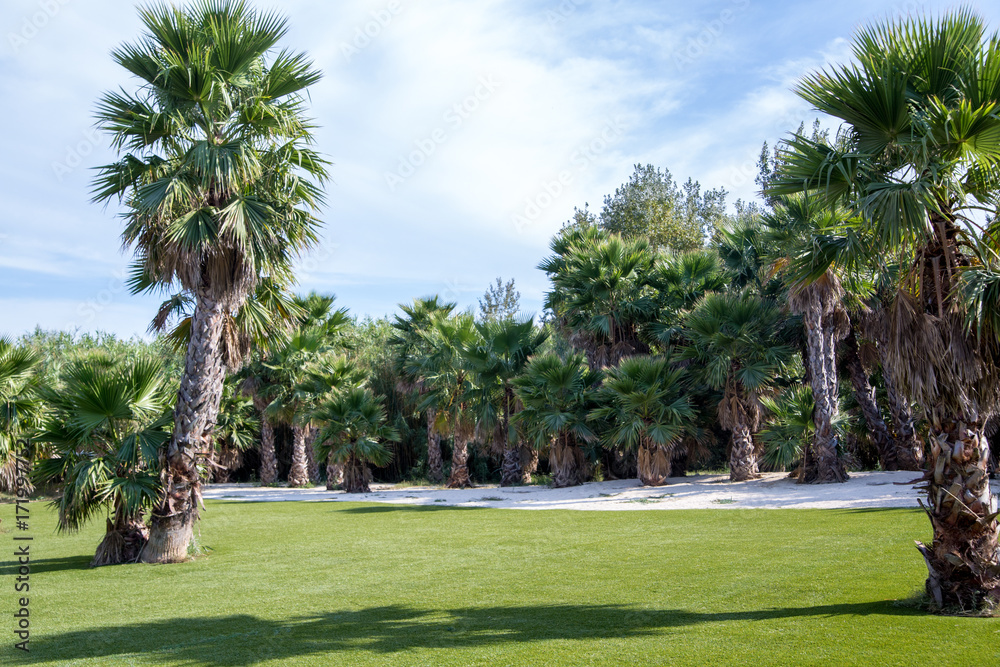Obraz premium Park with palm trees