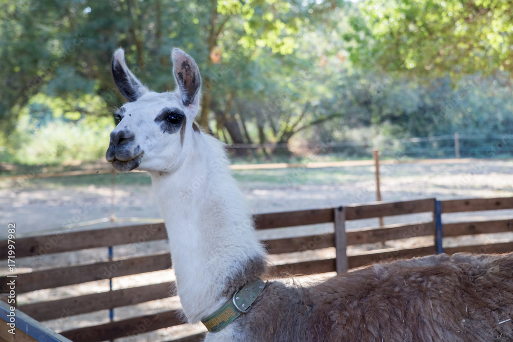 Fototapeta premium petting zoo, with lama