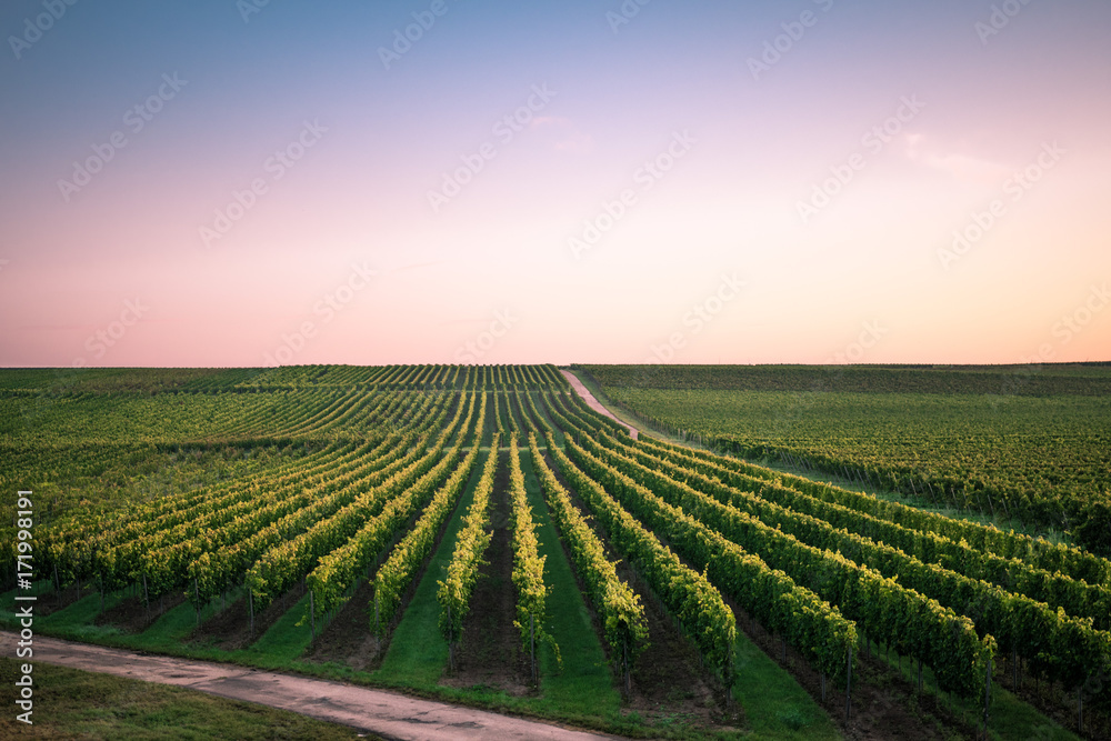 Palatinate Vineyards at Sunrise in Germany