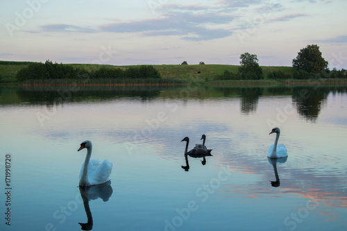  a family of swans on a calm lake surface during a colorful pink sunset filament © Magdalena