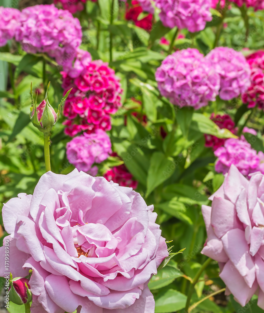 Pink rose on a background of flowering sweet-william, close-up Pink rose on a background of flowering sweet-william, close-up