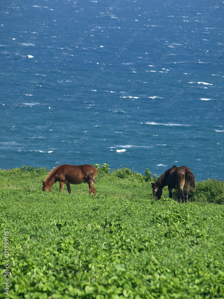 Fototapeta premium Hawaii Big Island Landscapes-5