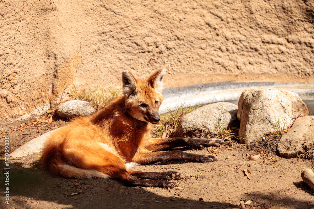 Fototapeta premium Maned wolf Chrysocyon brachyurus