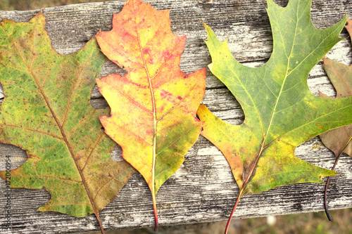 Fall Oak Leaves on Gray Wood