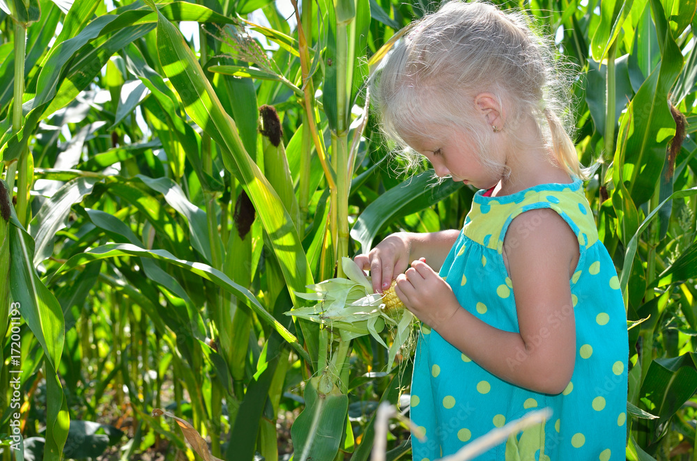 A small, cheerful girl among high, green corn. A small, cheerful girl among high, green corn.