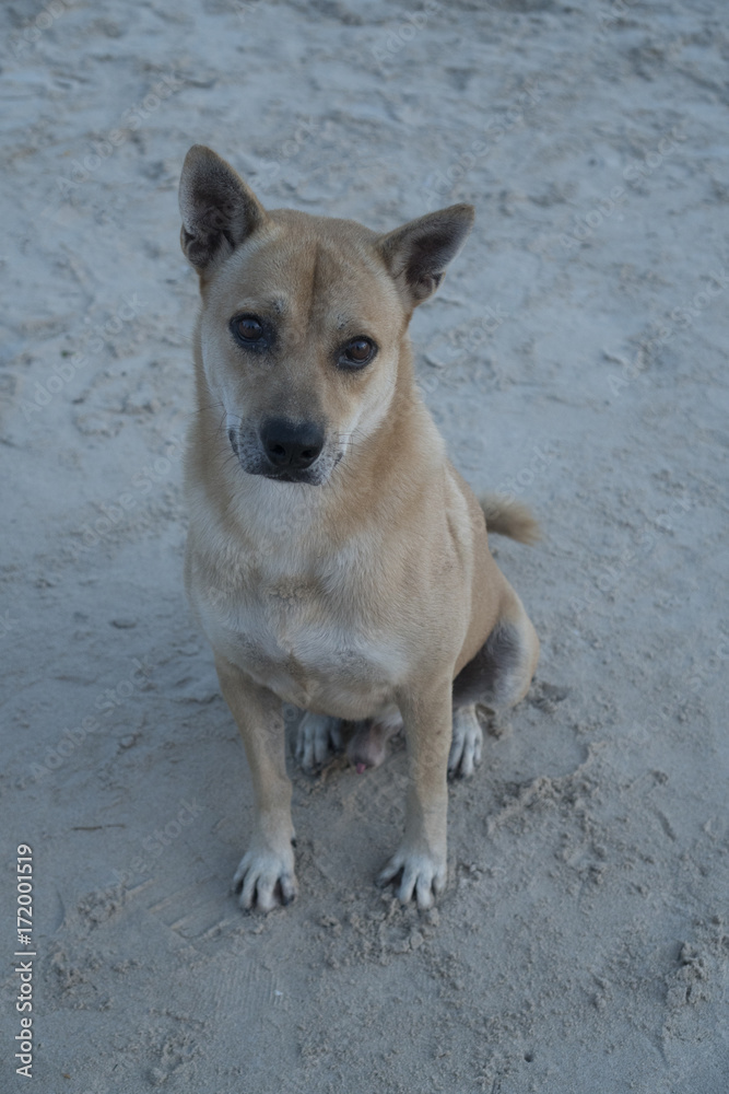High view of lovely dog looking into the camera while sitting on the sandy beach High view of lovely dog looking into the camera while sitting on the sandy beach