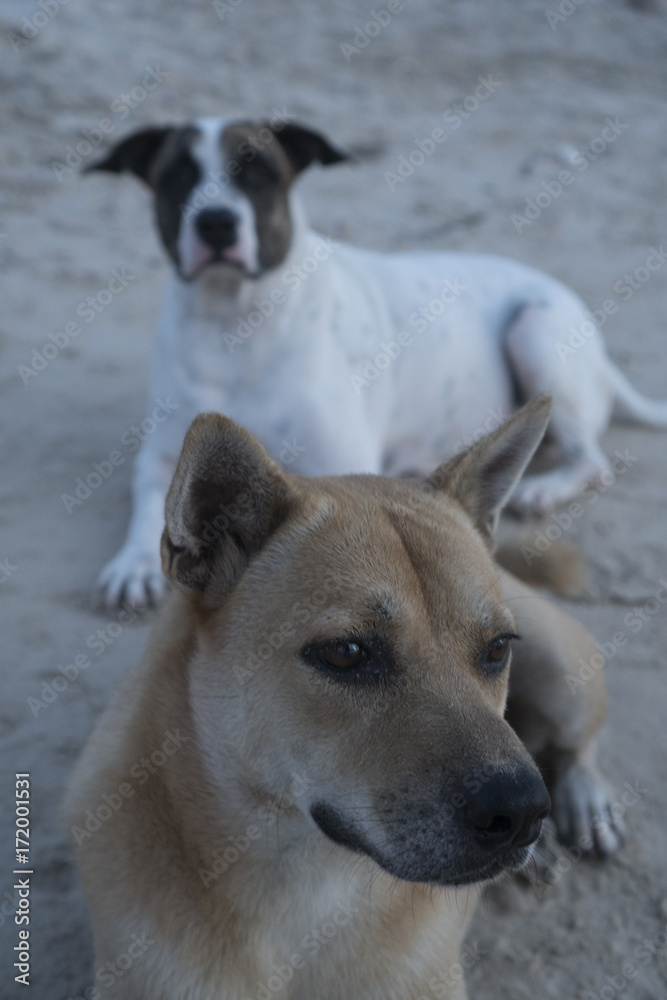 High view of lovely two dogs looking into the camera while relaxing on the sandy beach