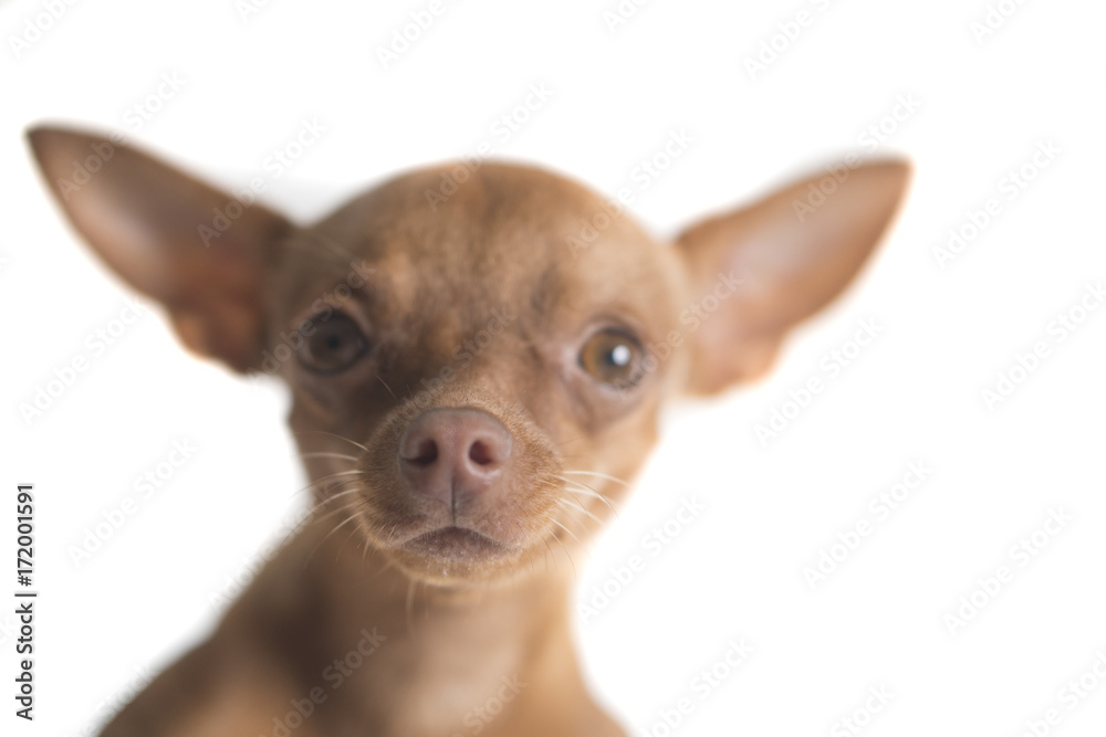 Closeup of cute miniature ginger pinscher isolated over white wall background