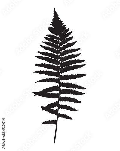 Fern Leaf Silhouette Vector Background Illustration