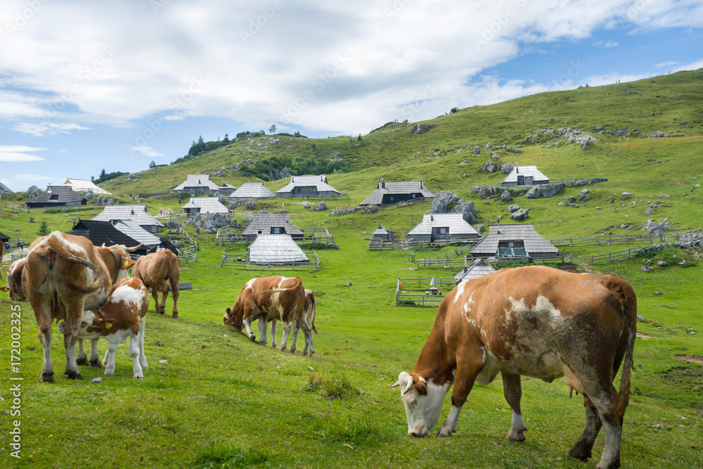 Cows to Velika Planina, Julian Alps Slovenia Cows to Velika Planina, Julian Alps Slovenia