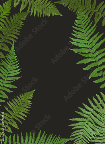 Fern Leaf Vector Background Illustration