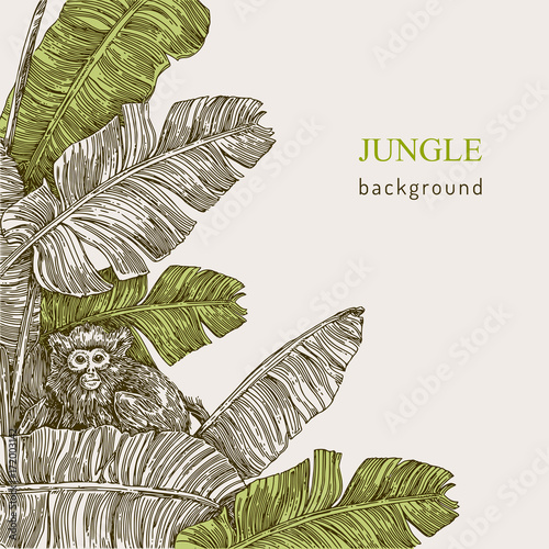 Beautiful background. The monkey sitting on the branch of a tropical palm. Vintage style. Vector illustration.