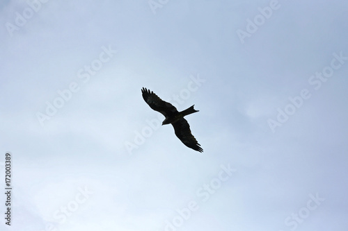 Eagle soaring above the coast near Varkala, Southern India