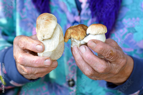 hands of an elderly woman holding a white mushroom