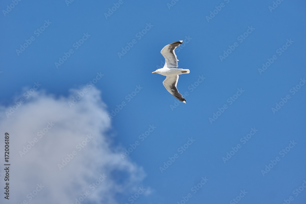 Möwe Möwe