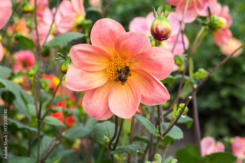 Pink rose dahlia flower  beatyful bouquet or decoration from the garden