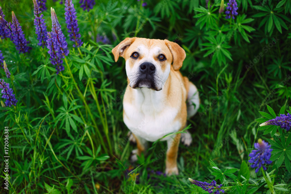 Cute dog in grass