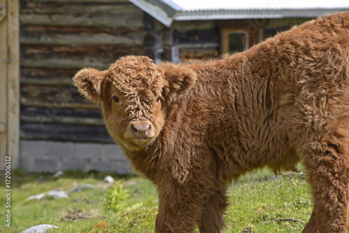 Foto Highland Cattle calf