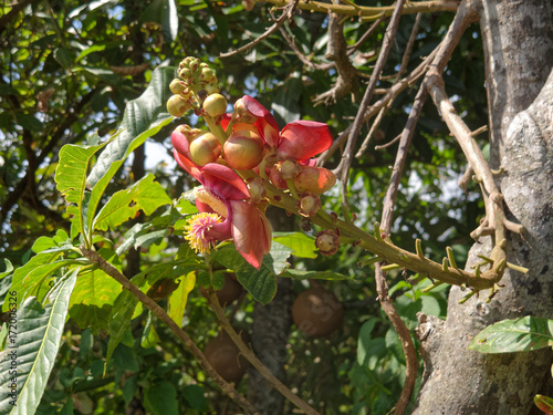 fleur du couroupita guianensis ou arbre aux boulets de canon en Guyane française photo