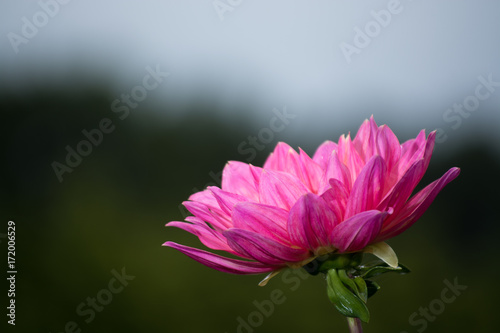 Pink rose dahlia flower  beatyful bouquet or decoration from the garden