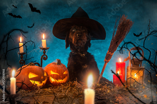 Black dog with Halloween pumpkins on wooden planks.