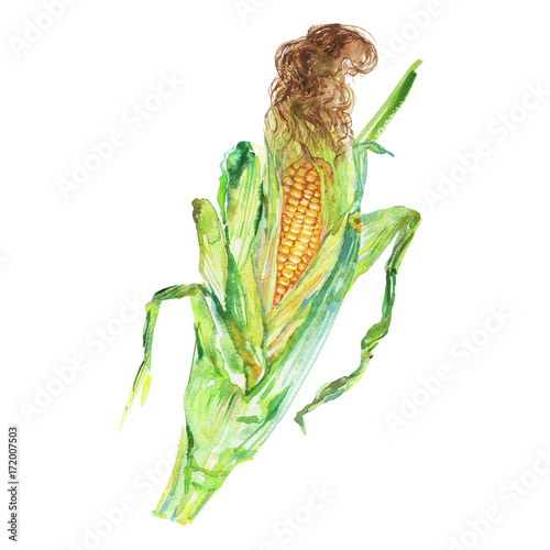 Watercolor closer up corn cob with leafs. Hand drawn maize, zea on white background. Painting fresh vegetable illustration photo