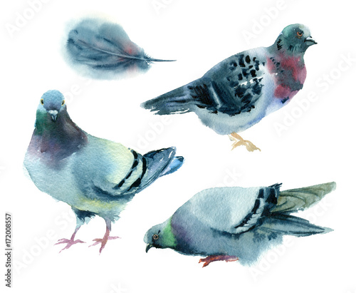 Foto Watercolor painting. Set of pigeons on white background.