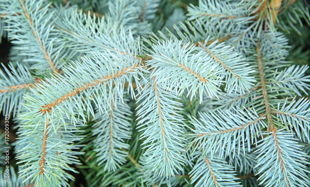 Beautiful fir tree branches, closeup. Christmas concept