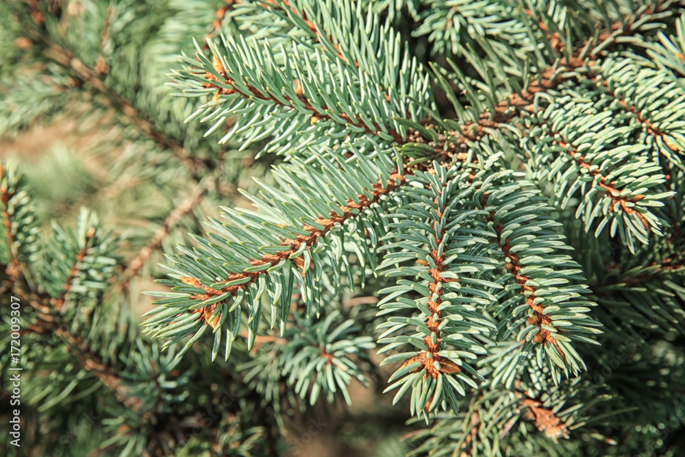 Beautiful fir tree branches, closeup. Christmas concept