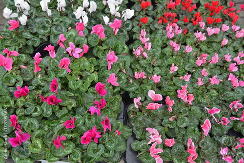 Alpine cyclamen (Cyclamen purpurascens)  photo