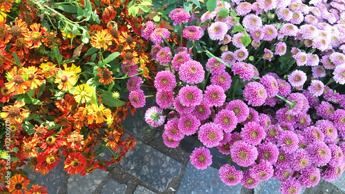 Colorful flower composition. Yellow, orange marigold and pink chrysanthemums show. Marigold and hrysanthemums as background picture.