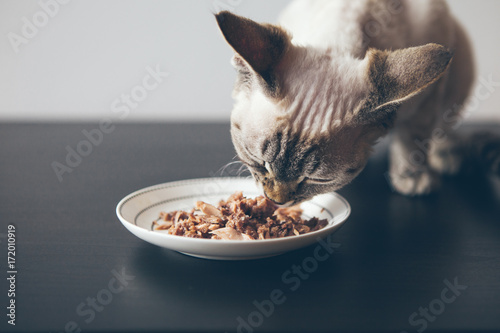 Beautiful tabby cat sitting next to a food plate placed on the wooden floor at home and eating wet tin food. Selective focus natural light photo. Pets healthy nutrition concept.